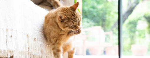 Over grooming cat homeopathic remedy sale